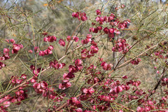 Dodonaea filifolia