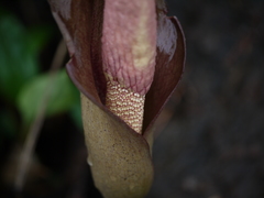 Amorphophallus commutatus