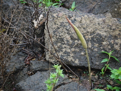 Amorphophallus commutatus