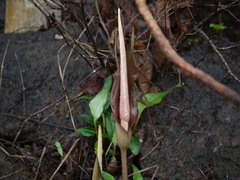 Amorphophallus commutatus