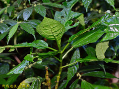 Paraphlomis javanica