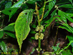 Paraphlomis javanica