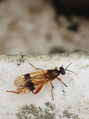Benhamyia apicalis