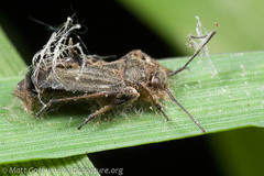 Entomophthorales