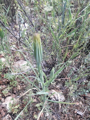 Tragopogon coelesyriacus