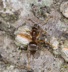 Lasius pallitarsis
