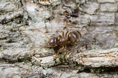 Lasius pallitarsis