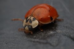 Harmonia axyridis
