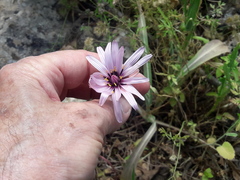 Pseudopodospermum phaeopappum