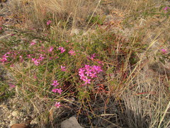 Calytrix fraseri