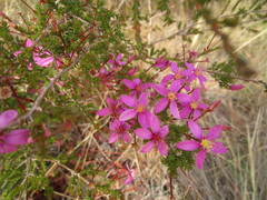 Calytrix fraseri
