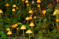 Mycena strobilinoidea