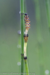 Equisetum fluviatile