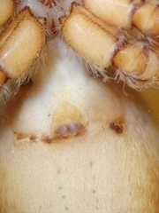Carrhotus coronatus