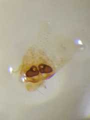 Carrhotus coronatus