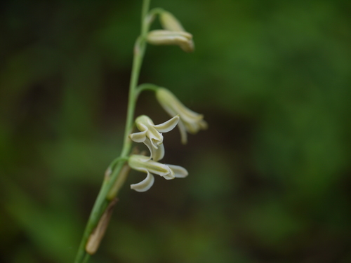 Dipcadi saxorum