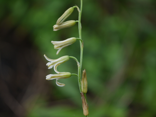 Dipcadi saxorum