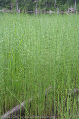 Equisetum fluviatile