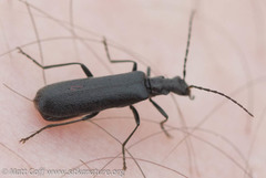 Dichelotarsus piniphilus