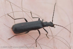 Dichelotarsus piniphilus