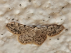 Idaea contiguaria