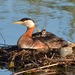 Red-necked Grebe - Photo (c) kha, some rights reserved (CC BY-NC), uploaded by kha