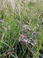 Carex paleacea