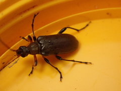 Cortodera femorata
