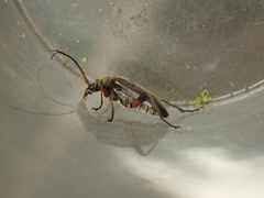 Cortodera femorata