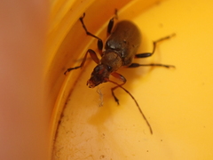 Cortodera femorata