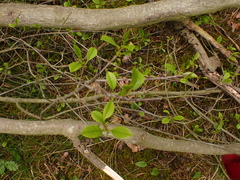Cortodera femorata