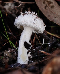 Amanita farinacea