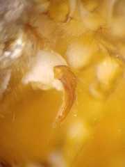 Eriovixia tangi