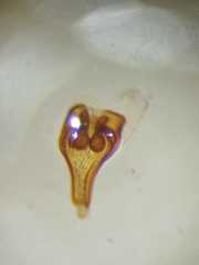 Eriovixia tangi
