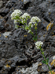 Galium glaucum