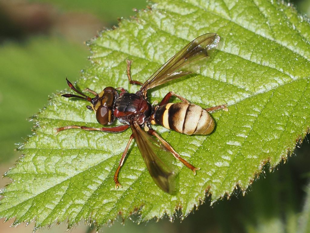Hornet-grabber Fly