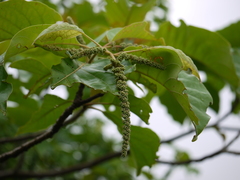 Hymenodictyon orixense