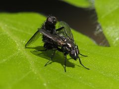 Rhinomorinia sarcophagina