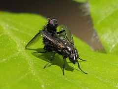 Rhinomorinia sarcophagina