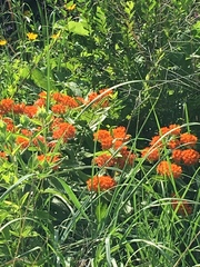 Asclepias tuberosa interior