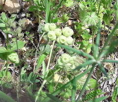 Valerianella vesicaria