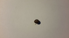 Glomeris tetrasticha