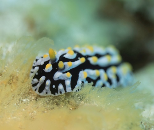 Varicose Wart Slug