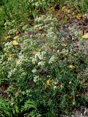 Galium glaucum