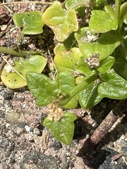 Cochlearia danica