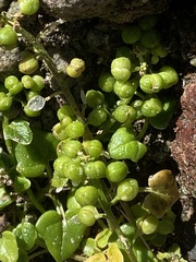 Cochlearia danica