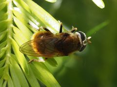 Cheilosia chrysocoma