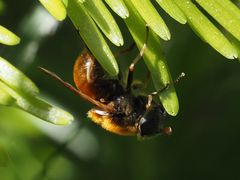 Cheilosia chrysocoma