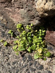 Cochlearia danica