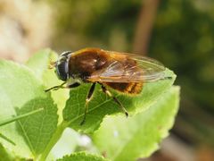 Cheilosia chrysocoma
